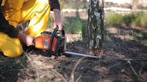 Best Arborist Consultation Services  in Fallston, MD