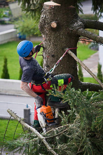 Fallston, MD  Tree Services Company