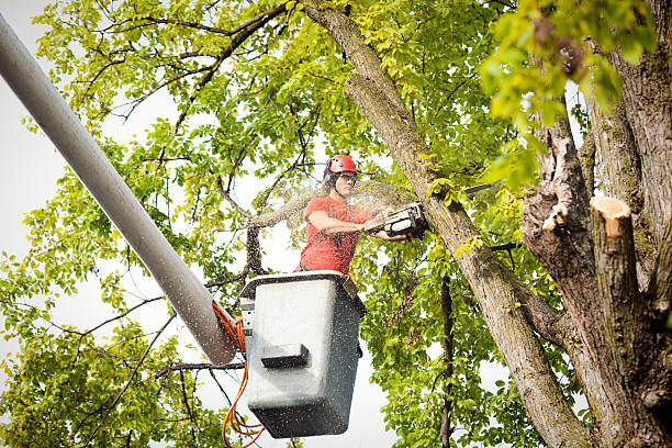 Why Choose Our Tree Removal Services in Fallston, MD?